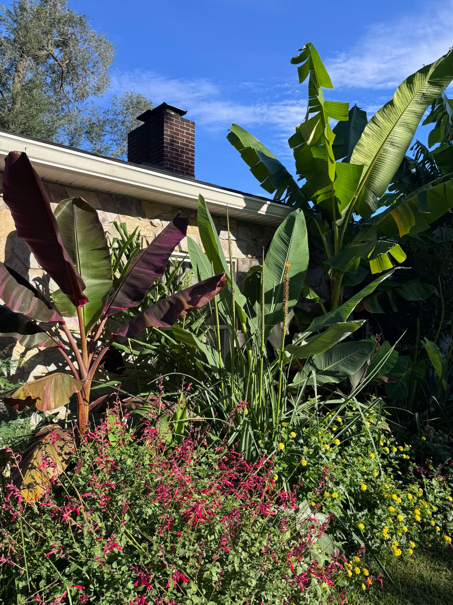 Will Musa sikkimensis 'Ever Red' survive in zone 7b?