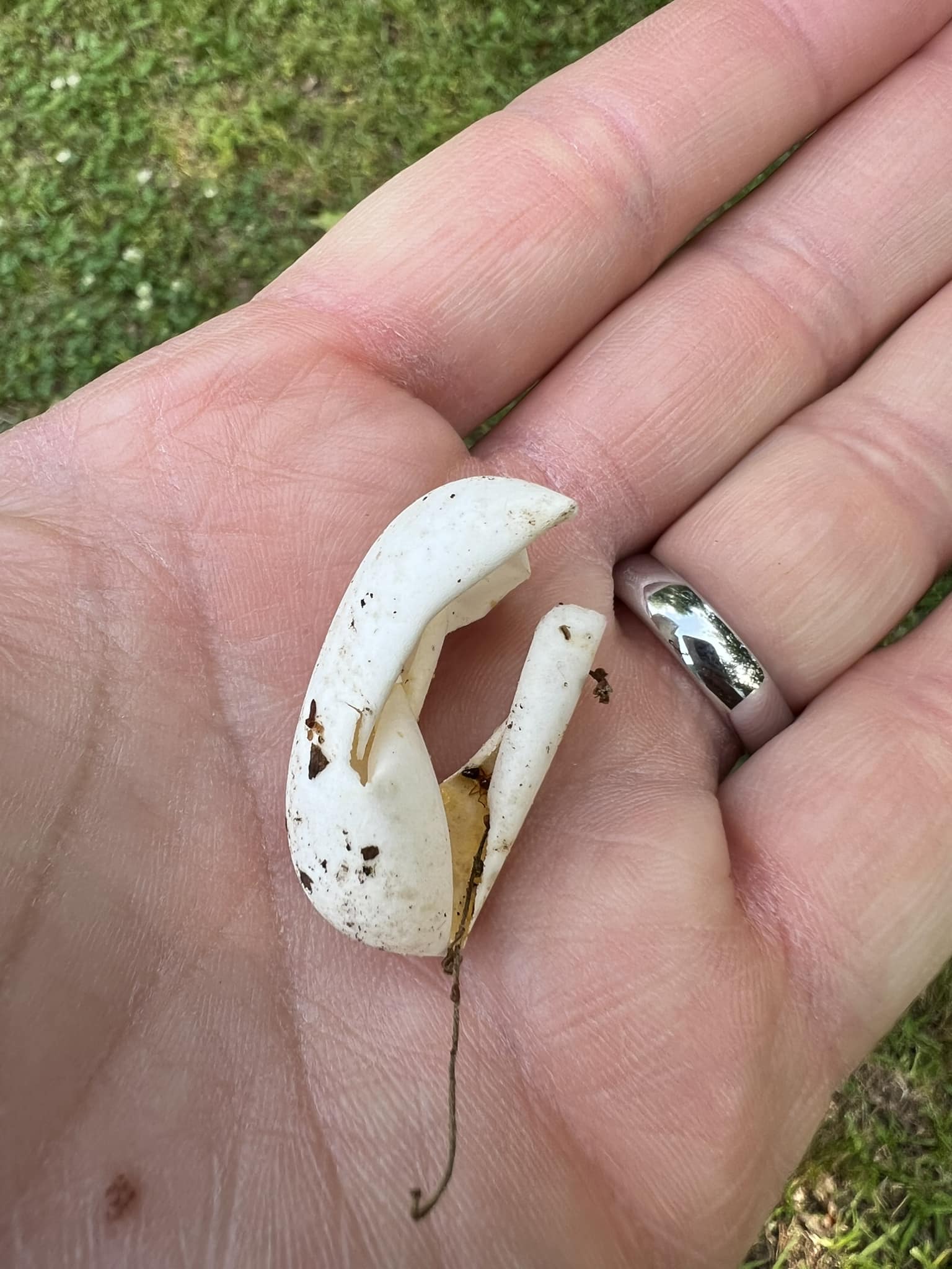 How to identify a soft egg found in Webster County, Mississippi