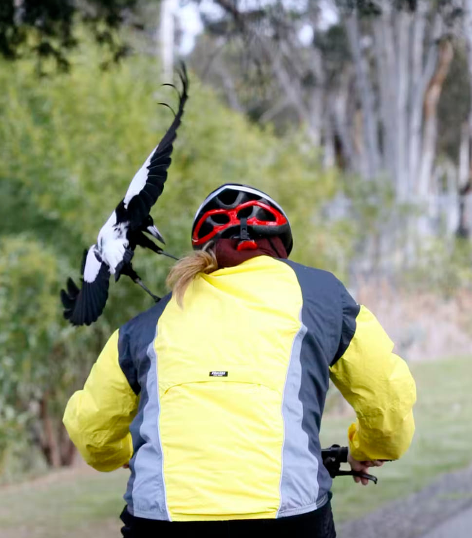 bike helmet magpie PieProof Cycle WIN a PieProof bike helmet: