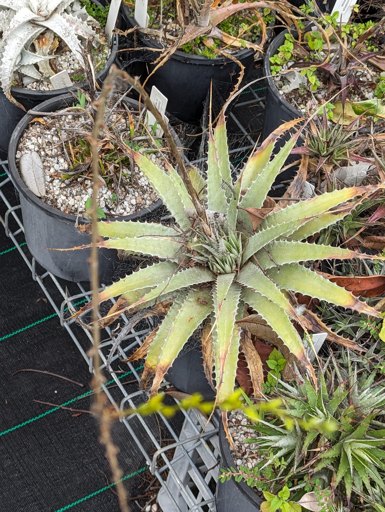 Deuterocohnia longipetala flowering from old spike