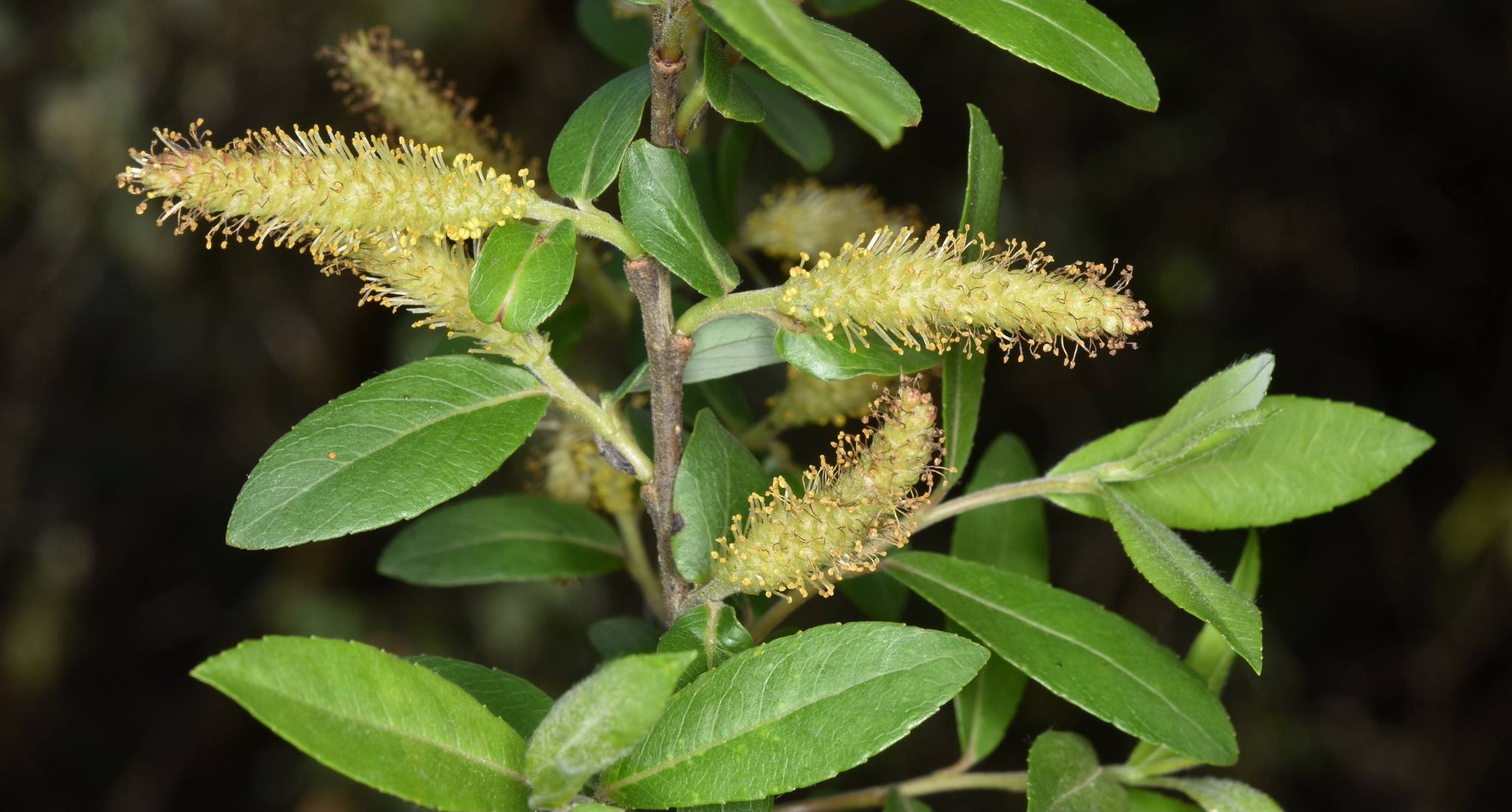 Salix denticulata* Andersson : Elegant Willow / Dwarf Willow