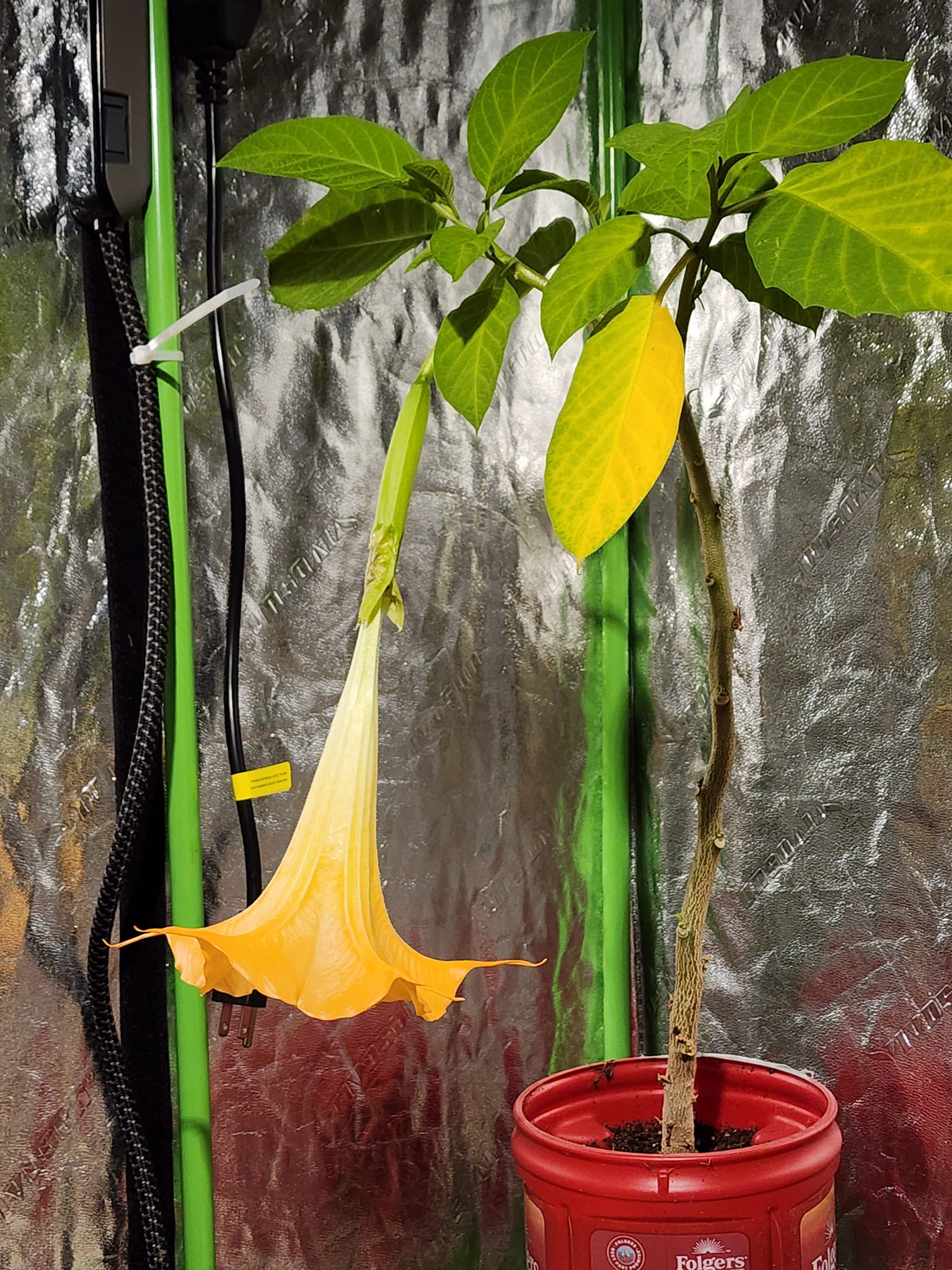 What is the identity of the plant resembling tobacco or angel trumpet in my  garden?