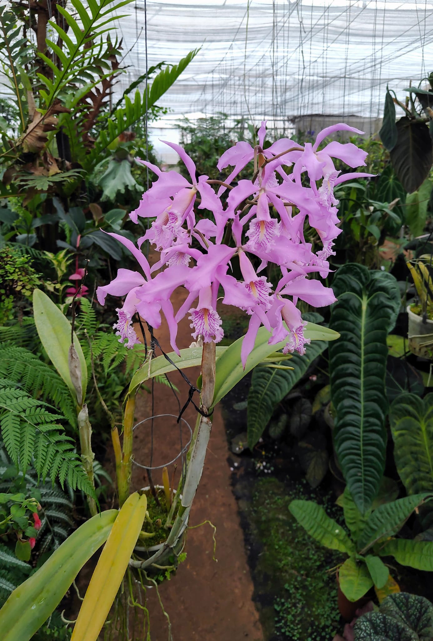 Cattleya maxima var. rubra This is a selfing of the famous var