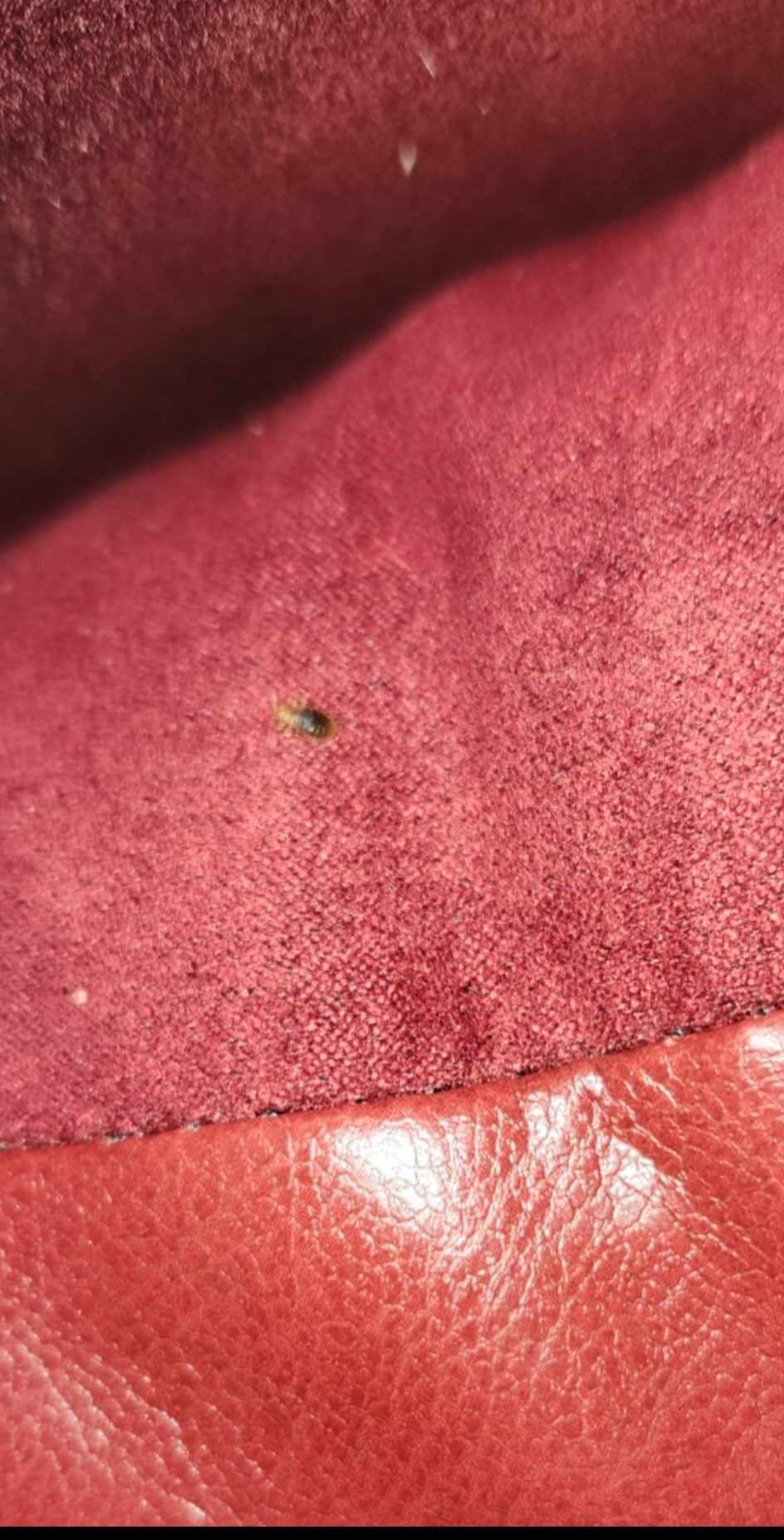 Movie Theater Bed Bug Concerns