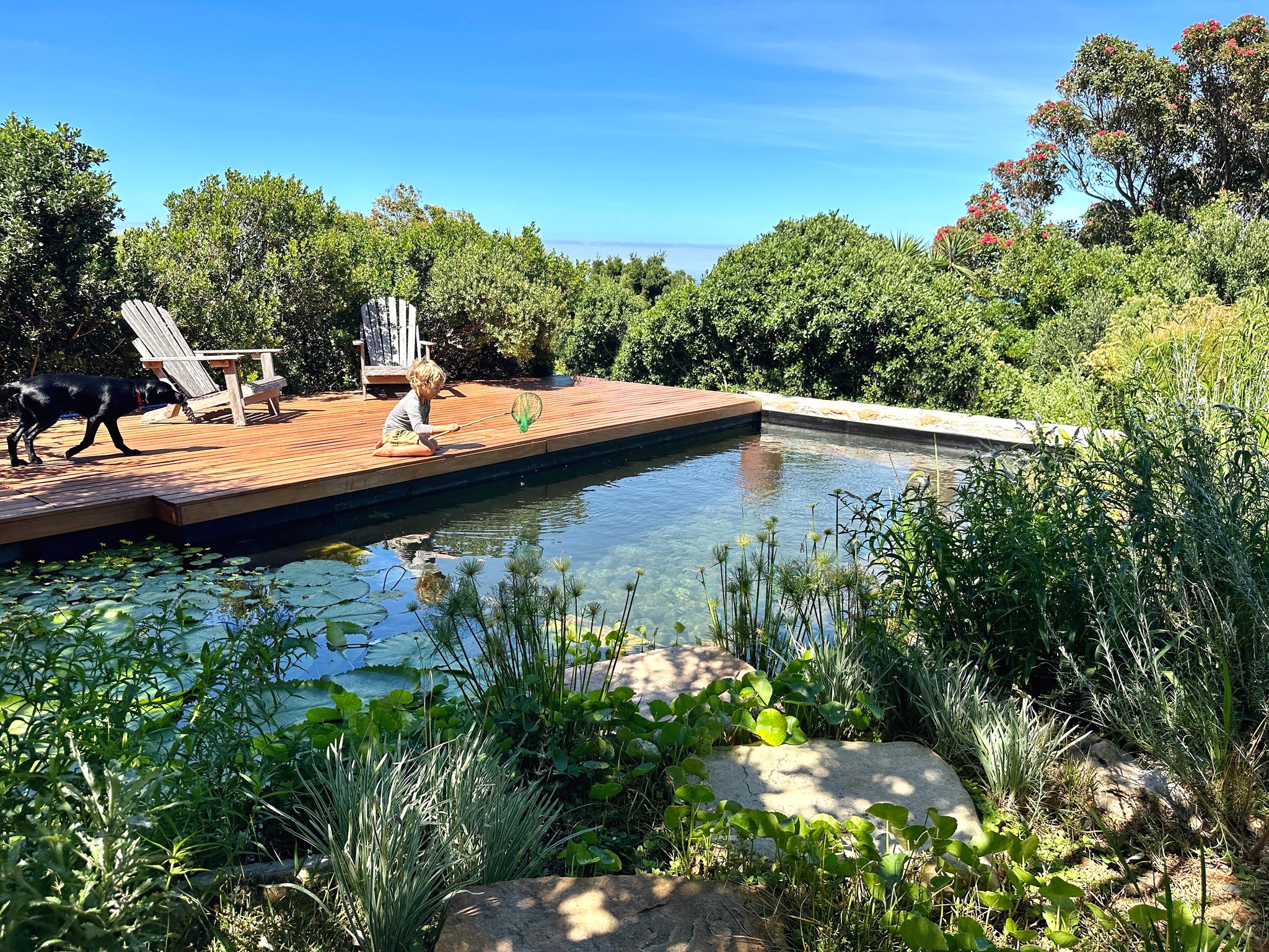 DIY Natural Pools & Swim Ponds (New Builds & Conversions) | Facebook