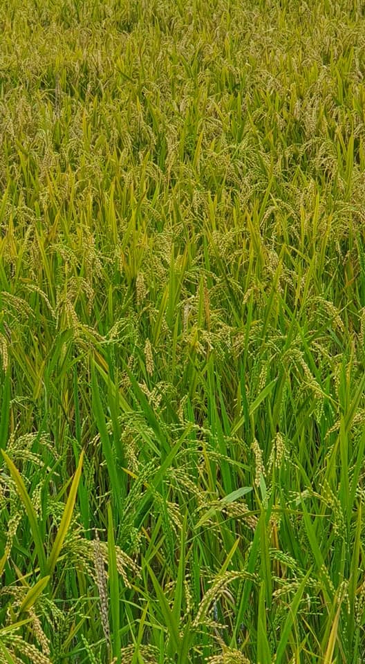 Vijitha RICE MILL PVT LTD - Thavady | Jaffna