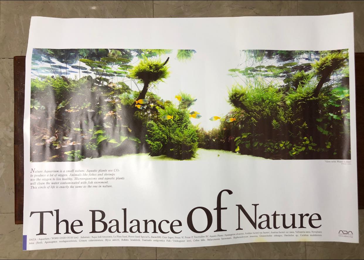 ADA Balance Of Nature Poster ( B. Melanotaenia boesemani) A