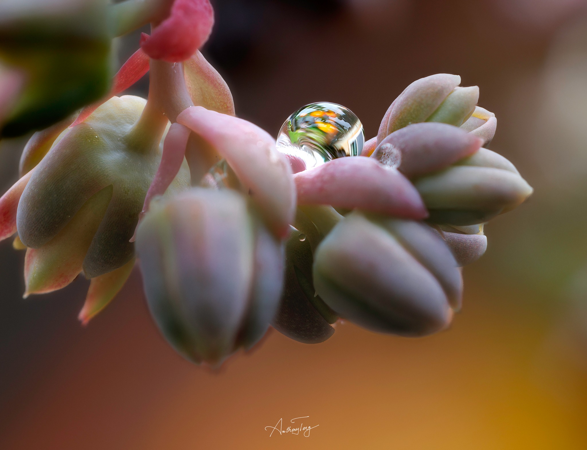 Raindrop photography with R5 RF100 macro lens