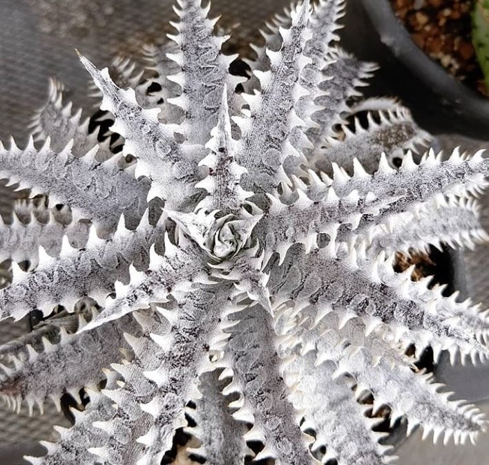 Dyckia fosteriana senges black is rugged ! And it has a unique