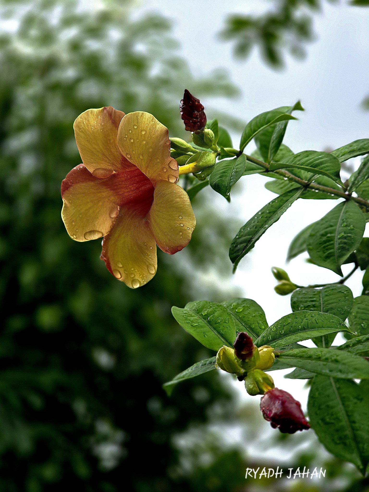 Ryadh Jahan Rana