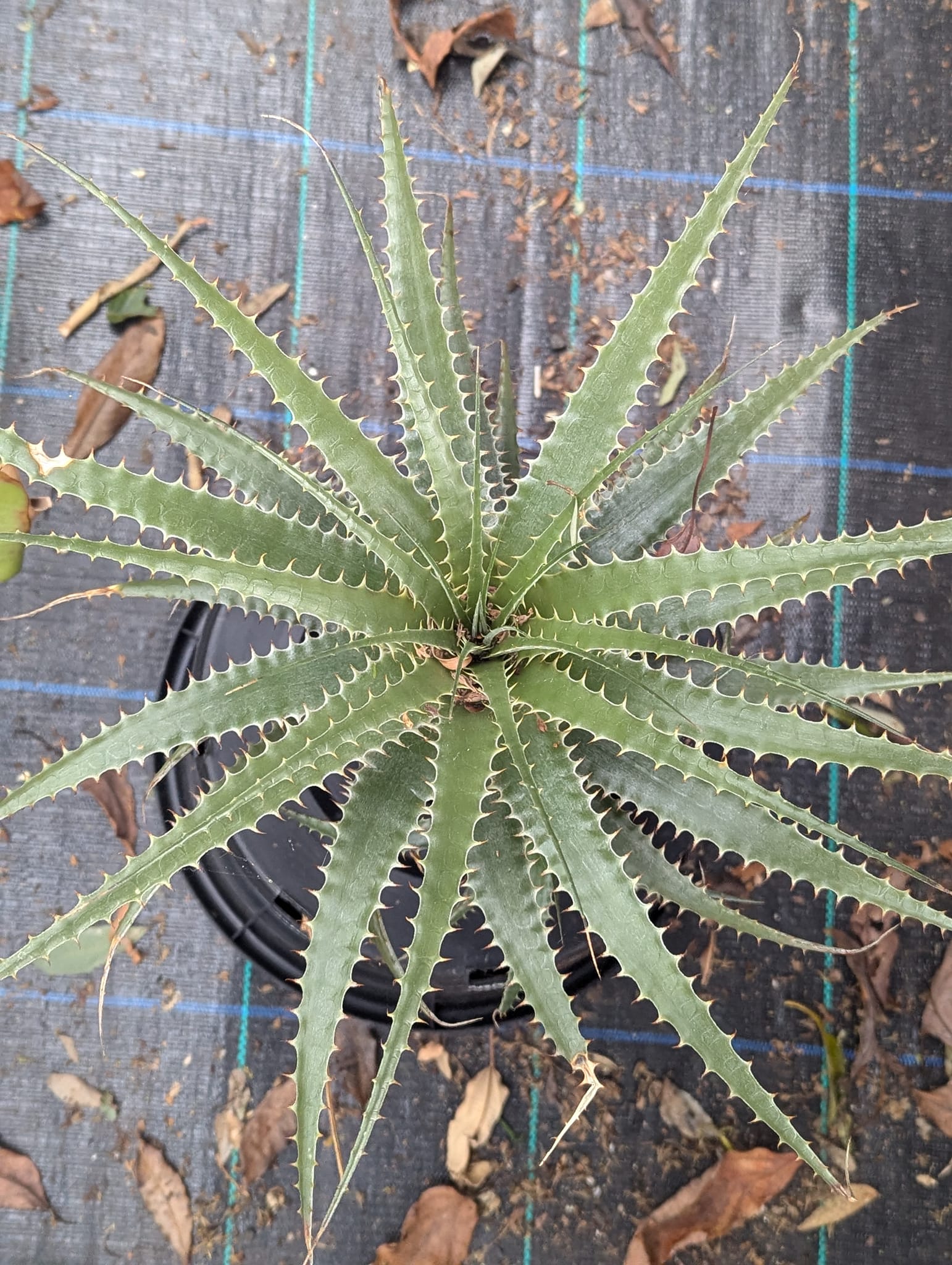 Deuterocohnia abstrusa x longipetala hybrid bromeliad
