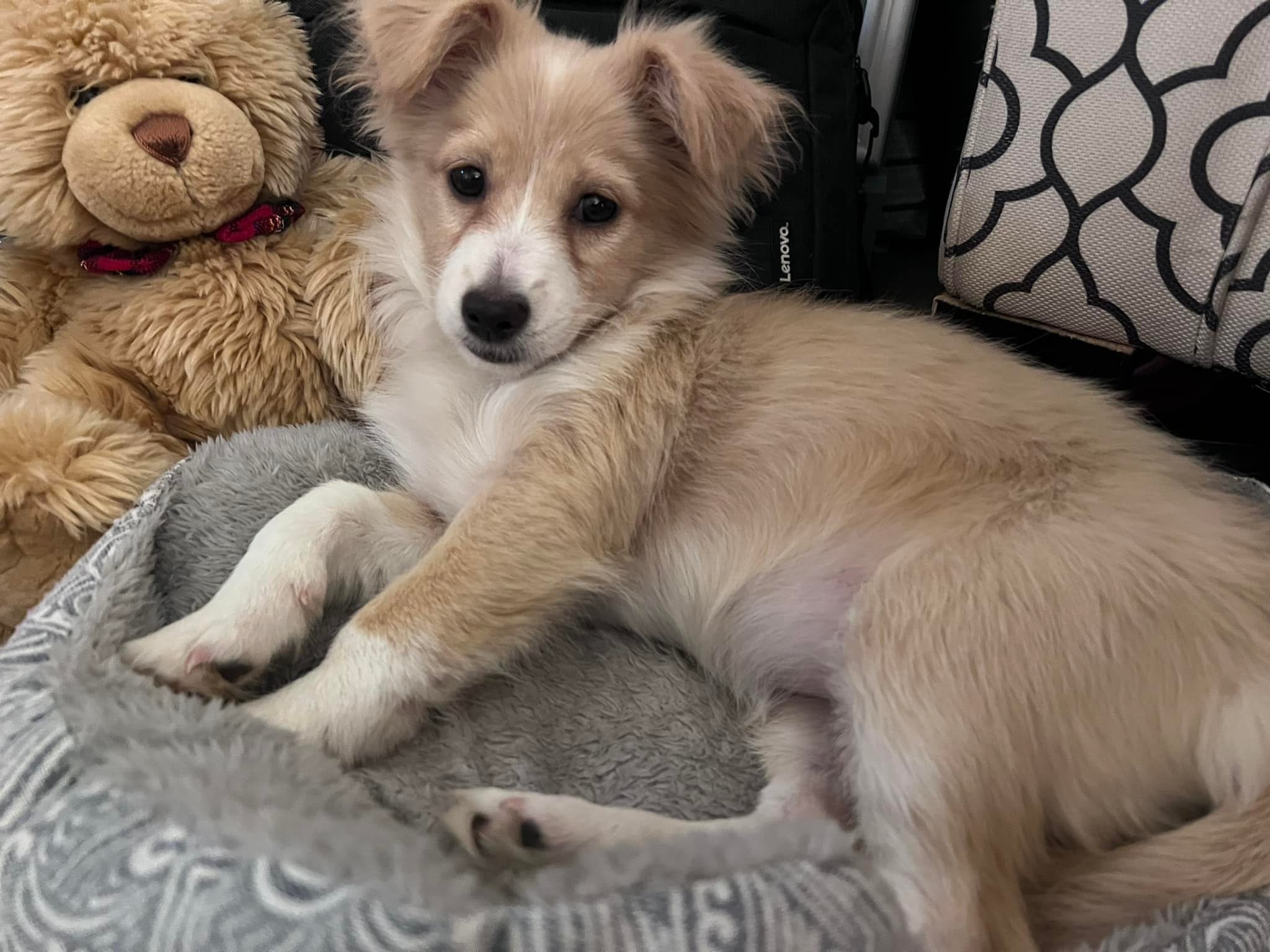 Hey! Vixey here. Are you looking for a super cute little pup