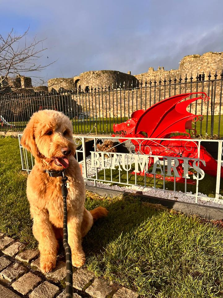 🏴󠁧󠁢󠁷󠁬󠁳󠁿 Anglesey Dog Friendly Holiday Lets 🏴󠁧󠁢󠁷󠁬󠁳󠁿 | Looking for ...