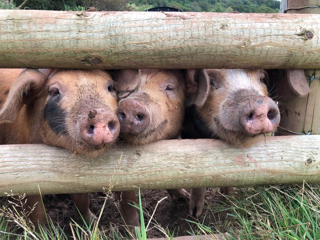 Tivington Farm School | Minehead