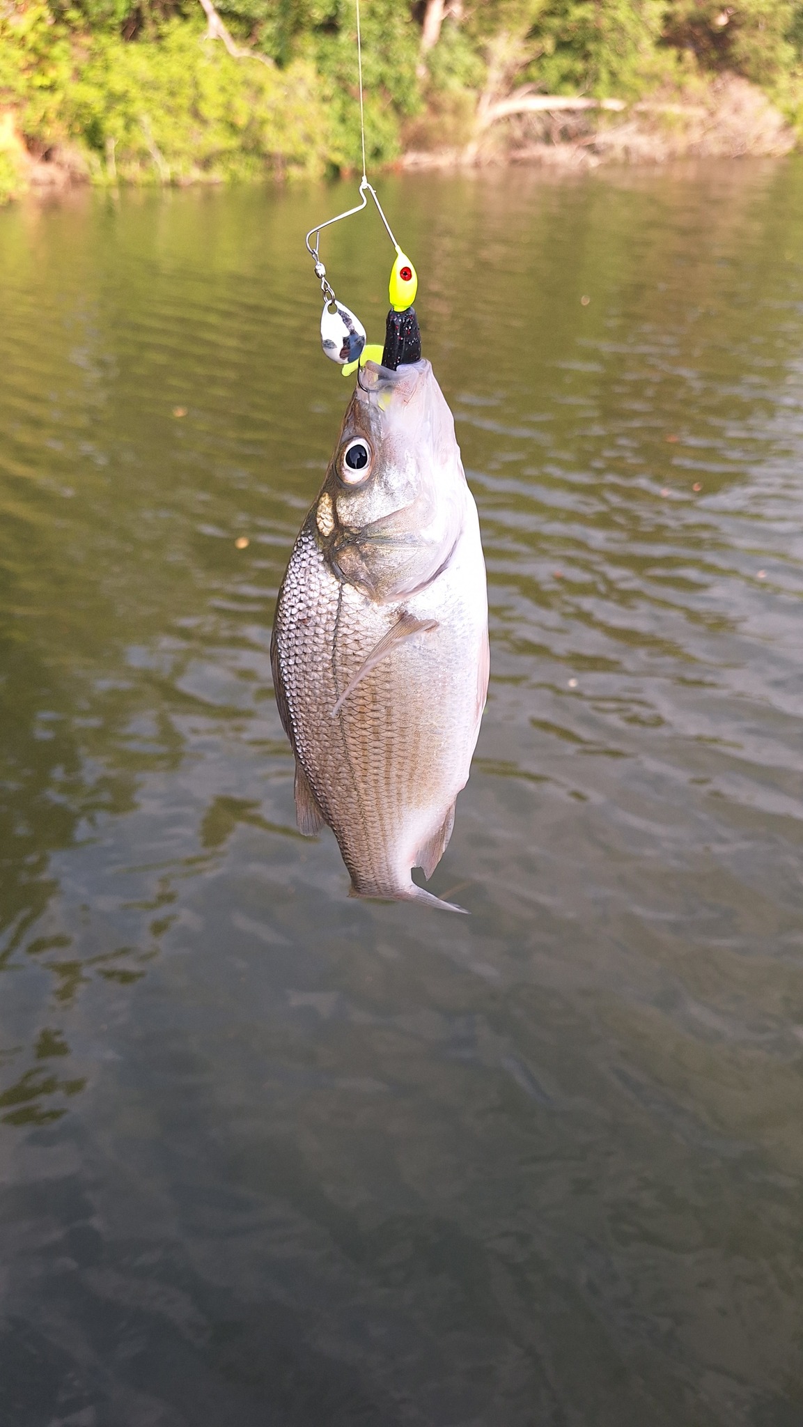 st croix 3 piece travel rod 6-10lbs St, Avid Trek Spinning - 7 ft. 6 in 185 VS The internals are sound Tackle Tip: Spool 'Em Color:PINK SILVER