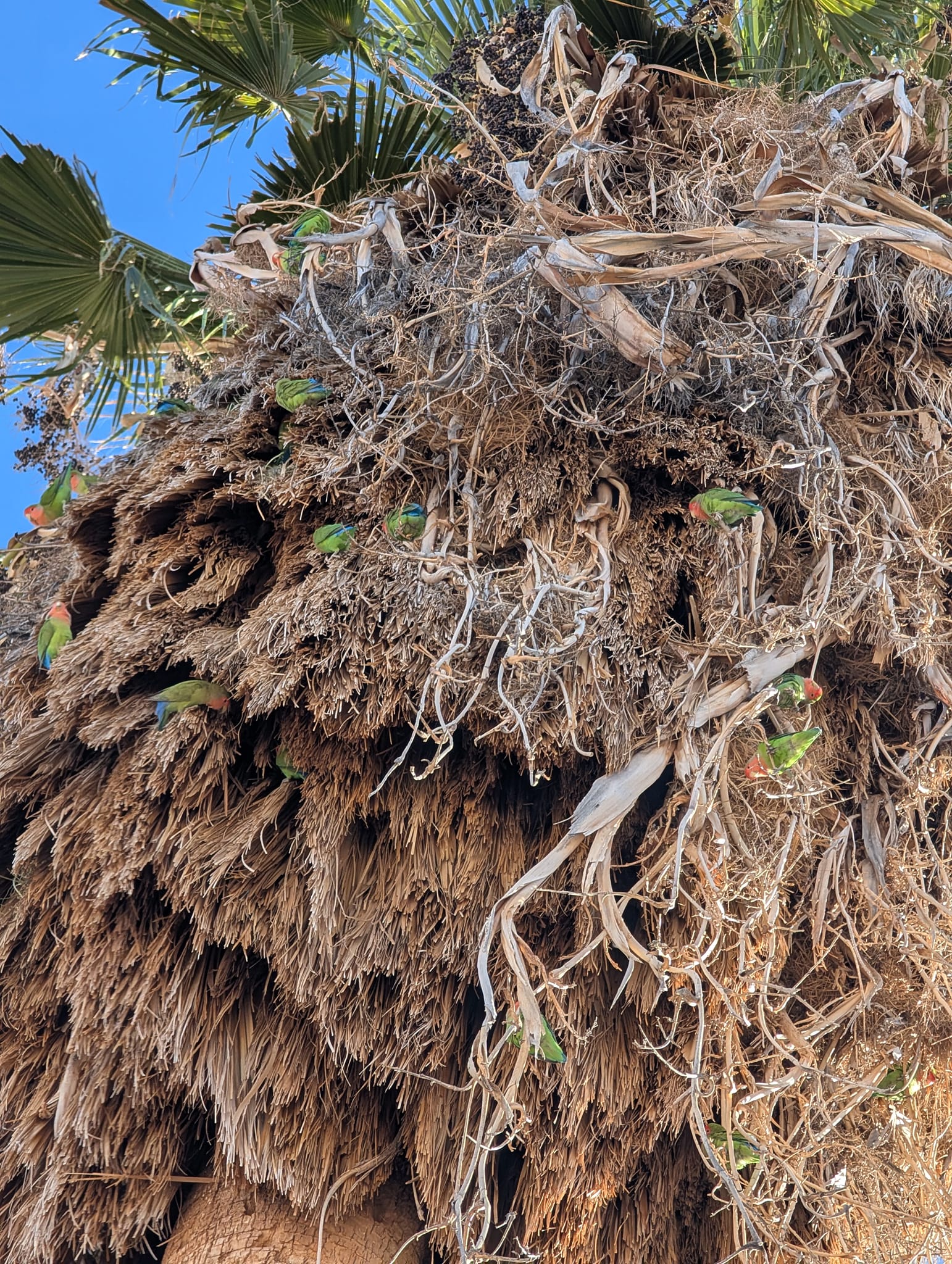 Overgrown palm tree with lovebirds in Phoenix, AZ