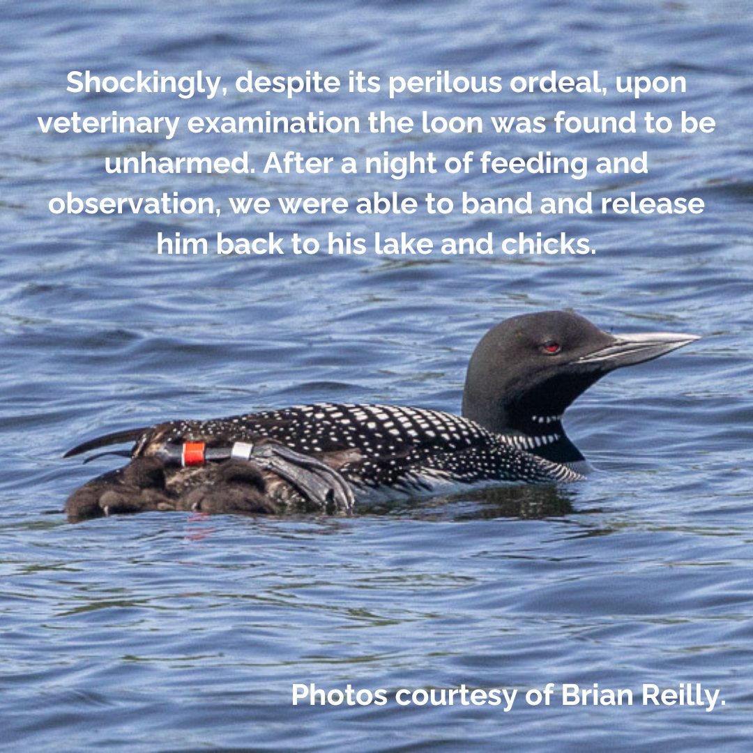 This week’s featured banded... - Loon Preservation Committee | Facebook