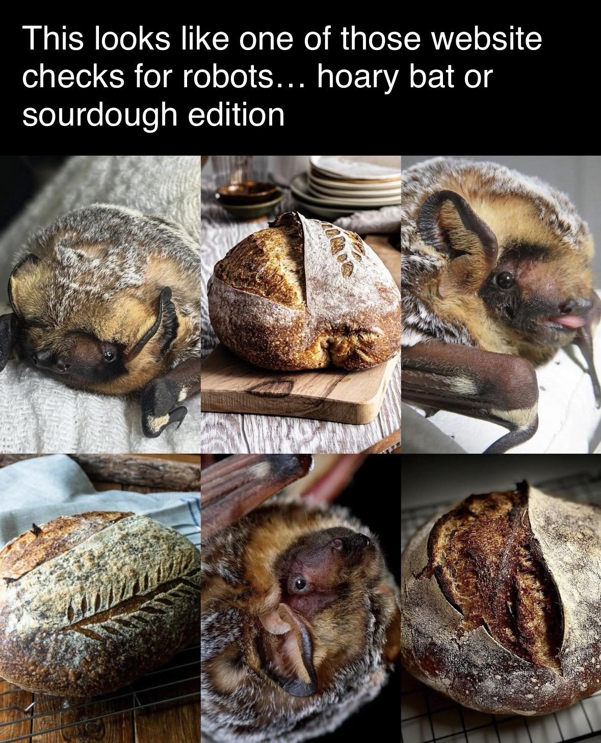 Wild Green Memes for Ecological Fiends | 🦇🦇🦇🦇🍞🍞🍞🍞🍞 | Facebook