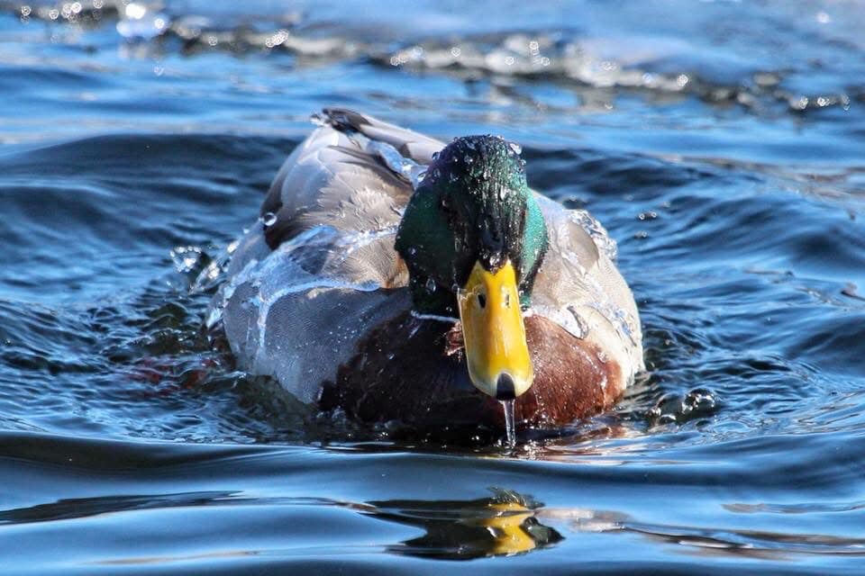 Like water off a duck's back…