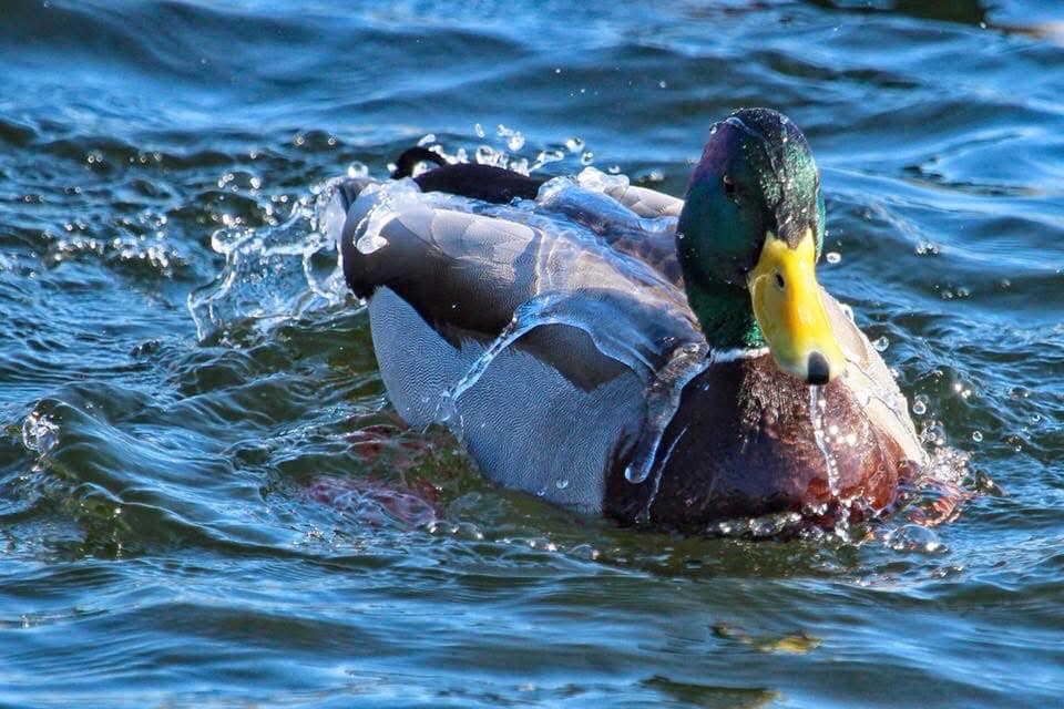 pic of ducks and water run off bac Like a duck's back… Ahk Hair Serum Before