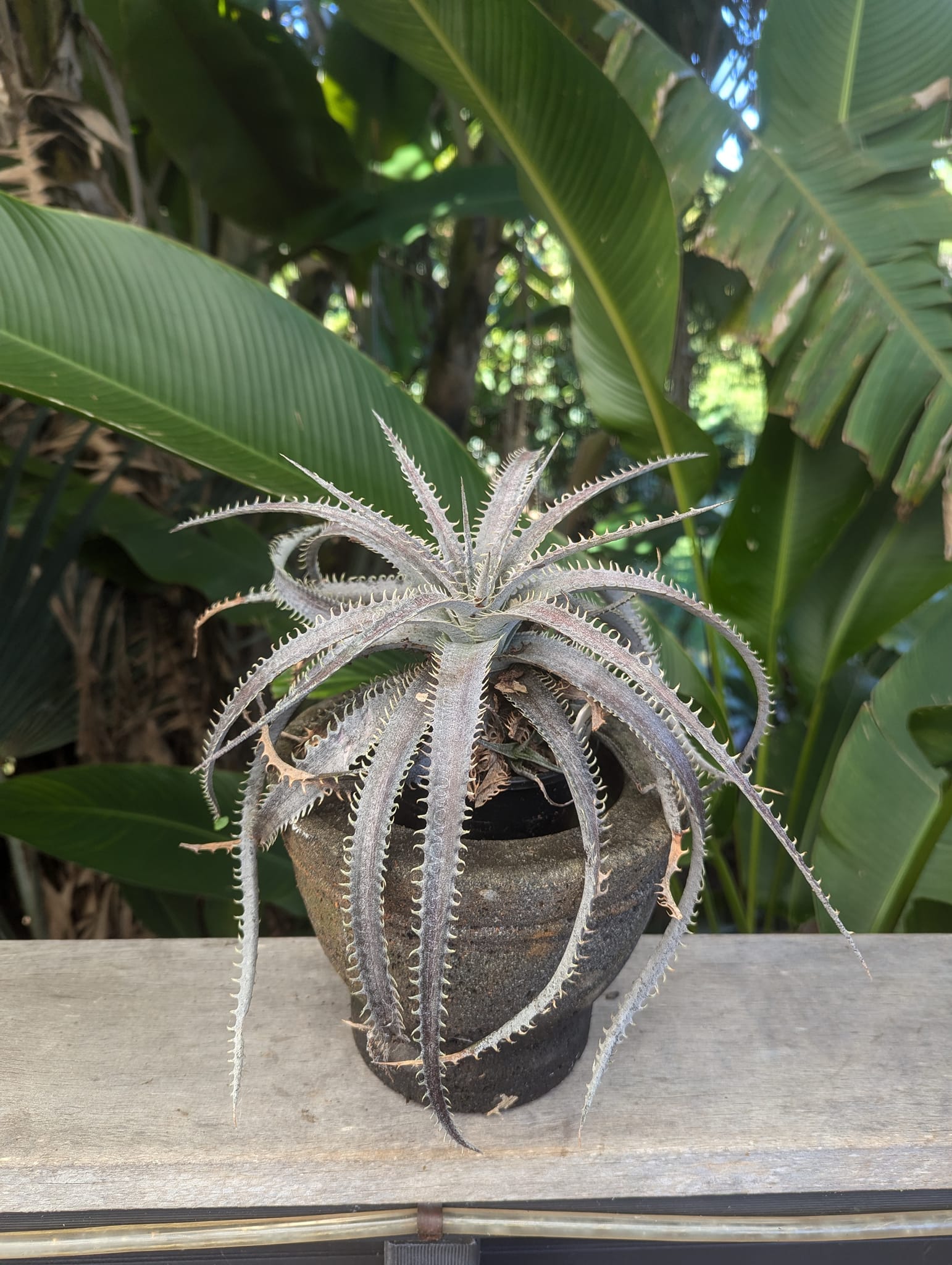 Dyckia Lipstick Traces
