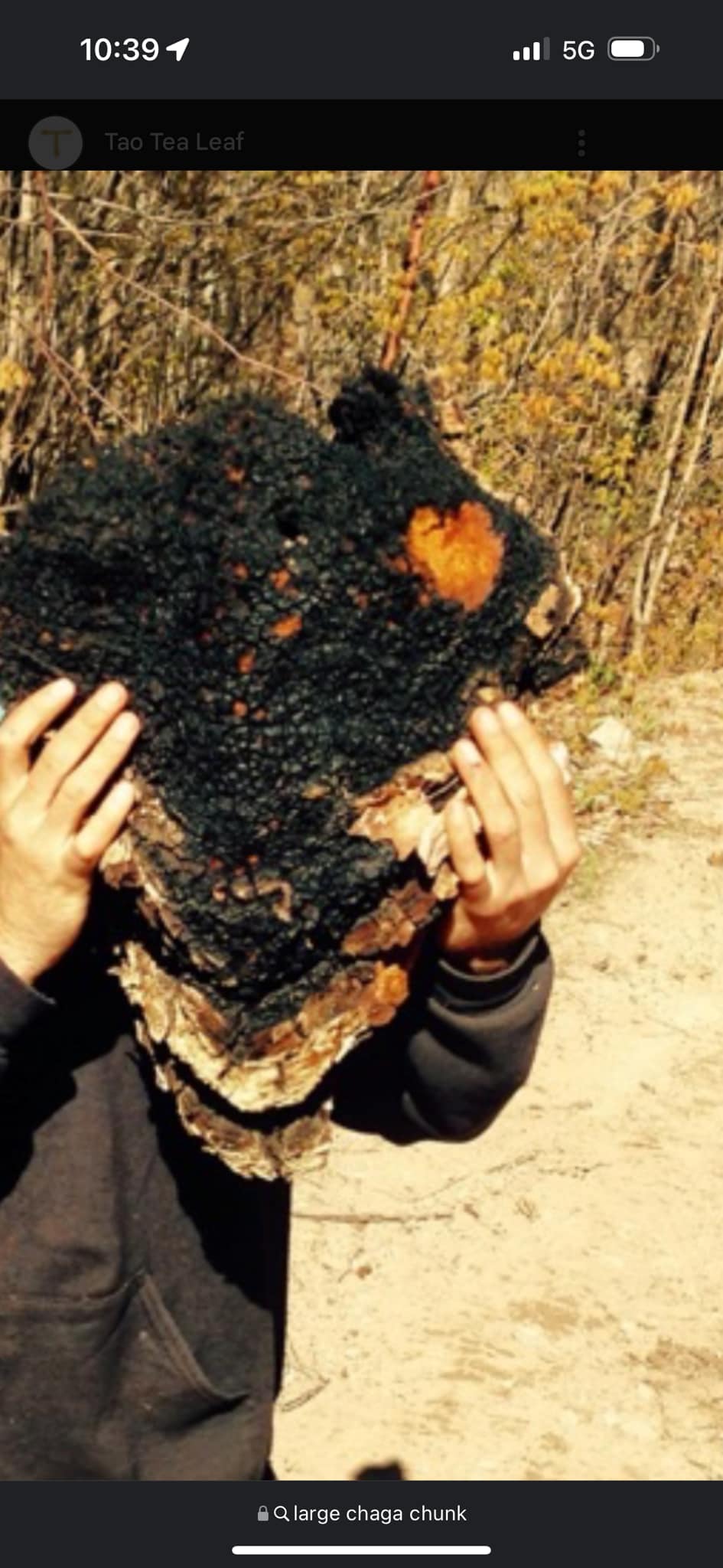 Chaga Mushroom Chunks 1lb Wld-foraged Naturally Dred Mane Chaga