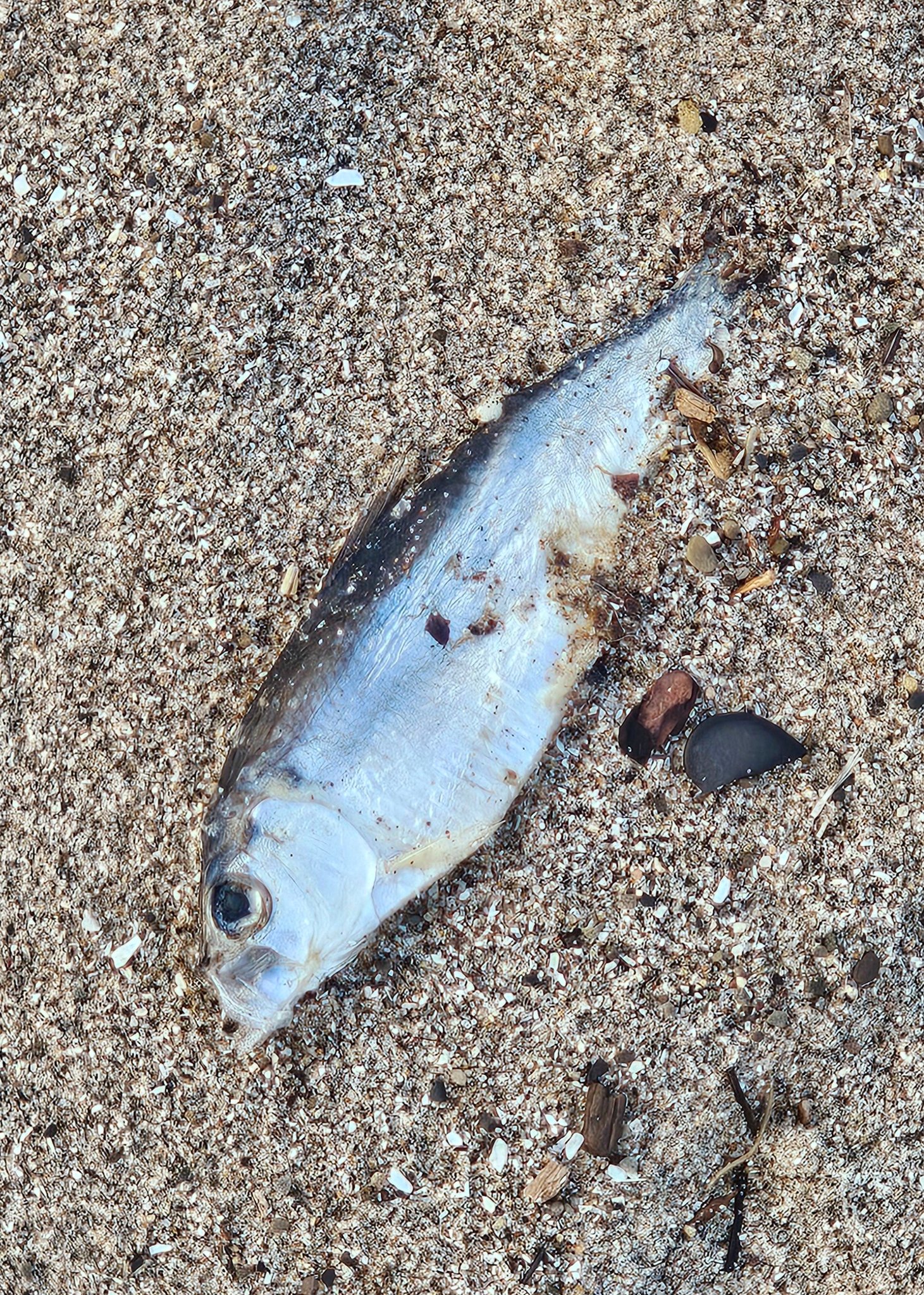 What are these clear little fish found on the beach?