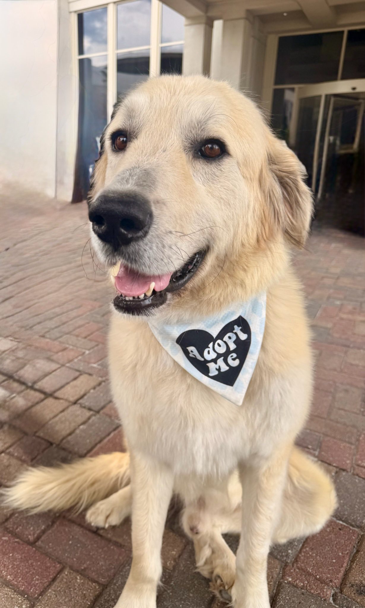 Available Dogs From Big Fluffy Dog Rescue | Facebook