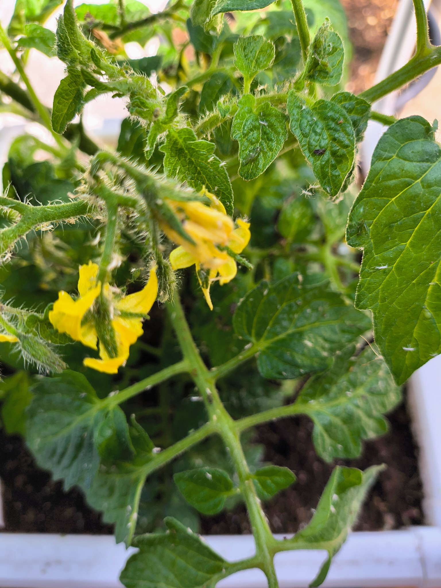 What's causing white fuzz on my tomato plant?