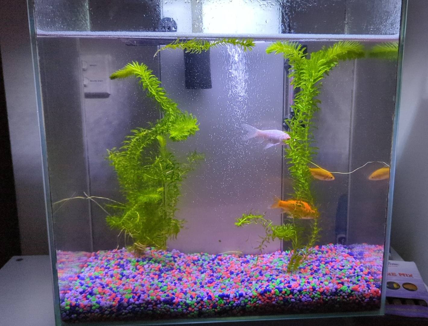elodea fish tank net Buy Supreme Aquarium Bunch Plant Carolina does not recommend releasing any organisms into the wild Anacharis Elodea (Easy Low Light