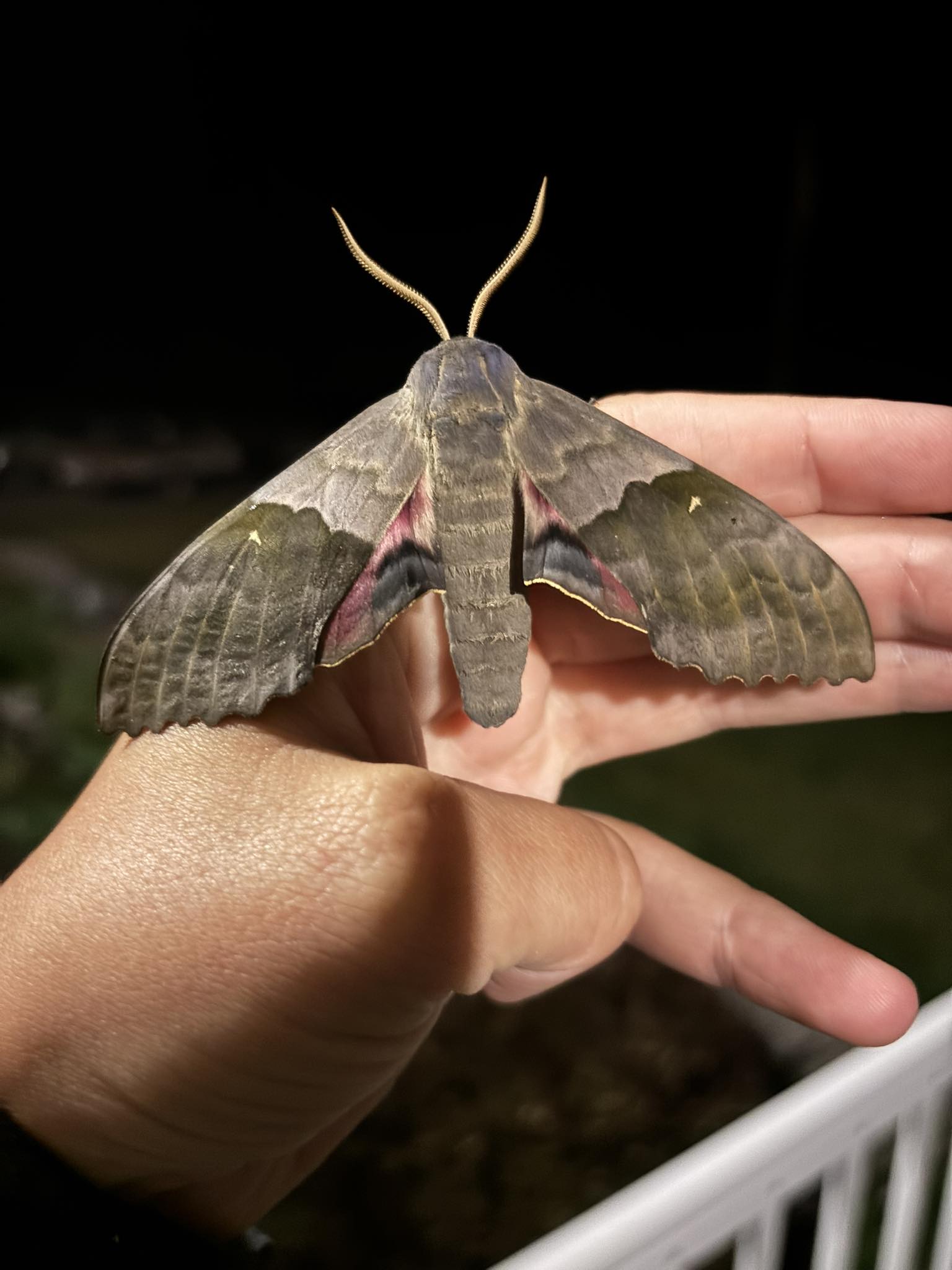 Moth☆Puck'nBitcheⓢ Moth☆Puck'nBitcheⓢ Amazon.com : Enoz Moth