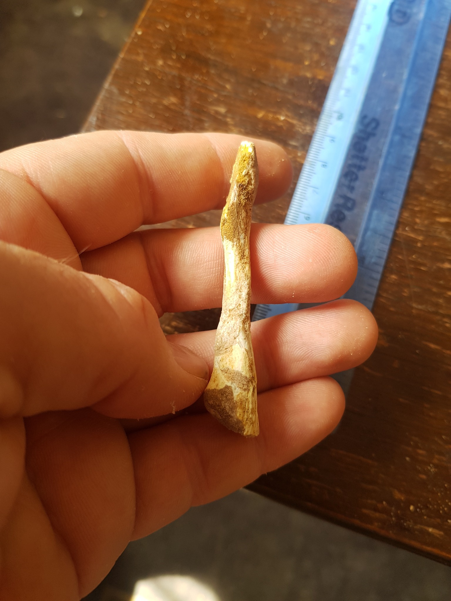 What is this Cretaceous bone from Morocco's Kem Kem beds?