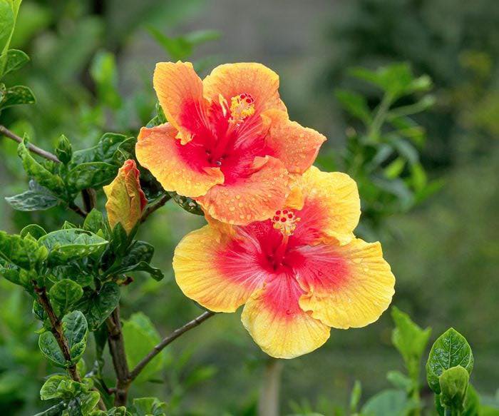 Can tropical hibiscus survive winter outside in central Oklahoma?