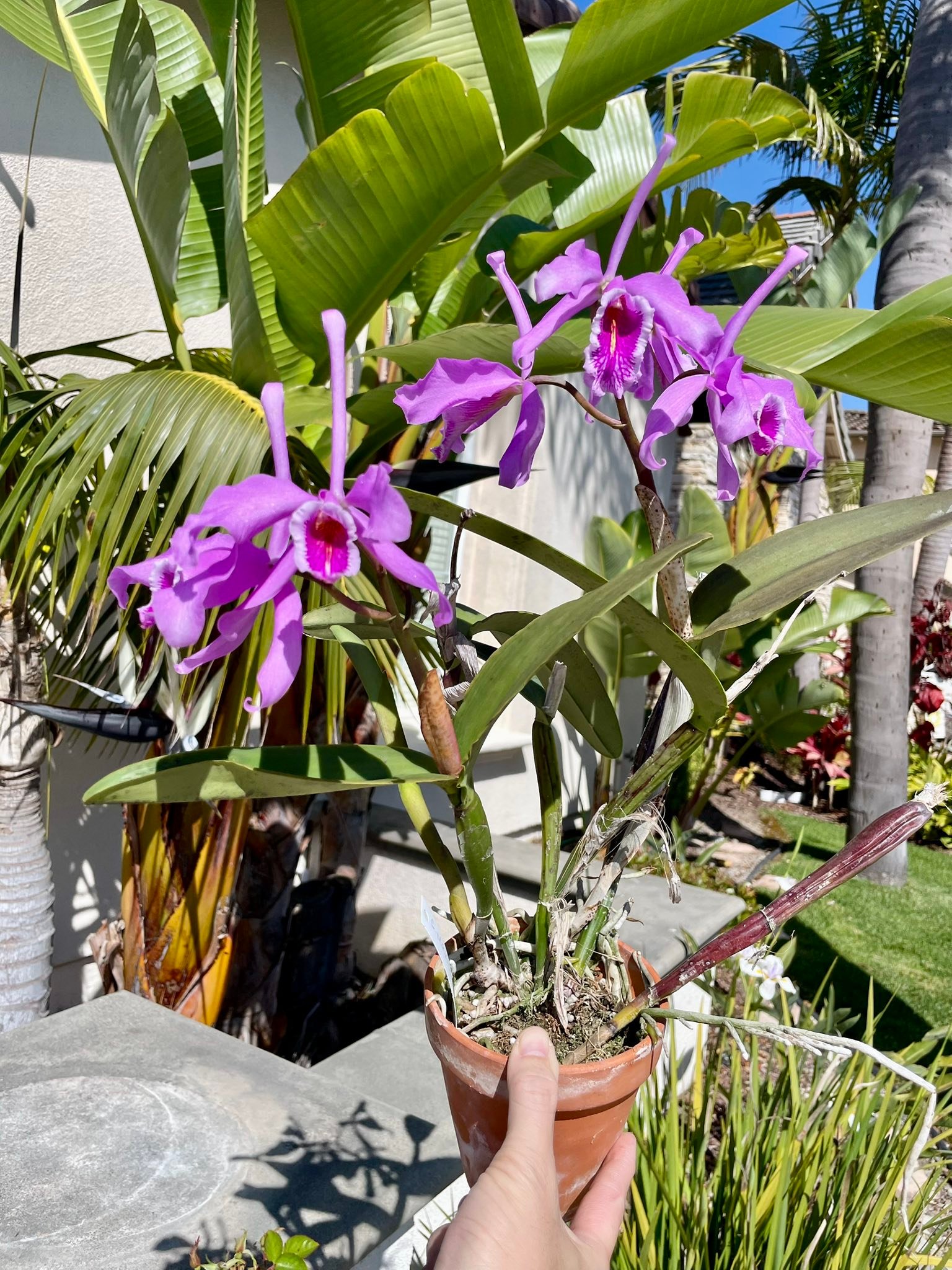 Cattleya maxima var. rubra This is a selfing of the famous var