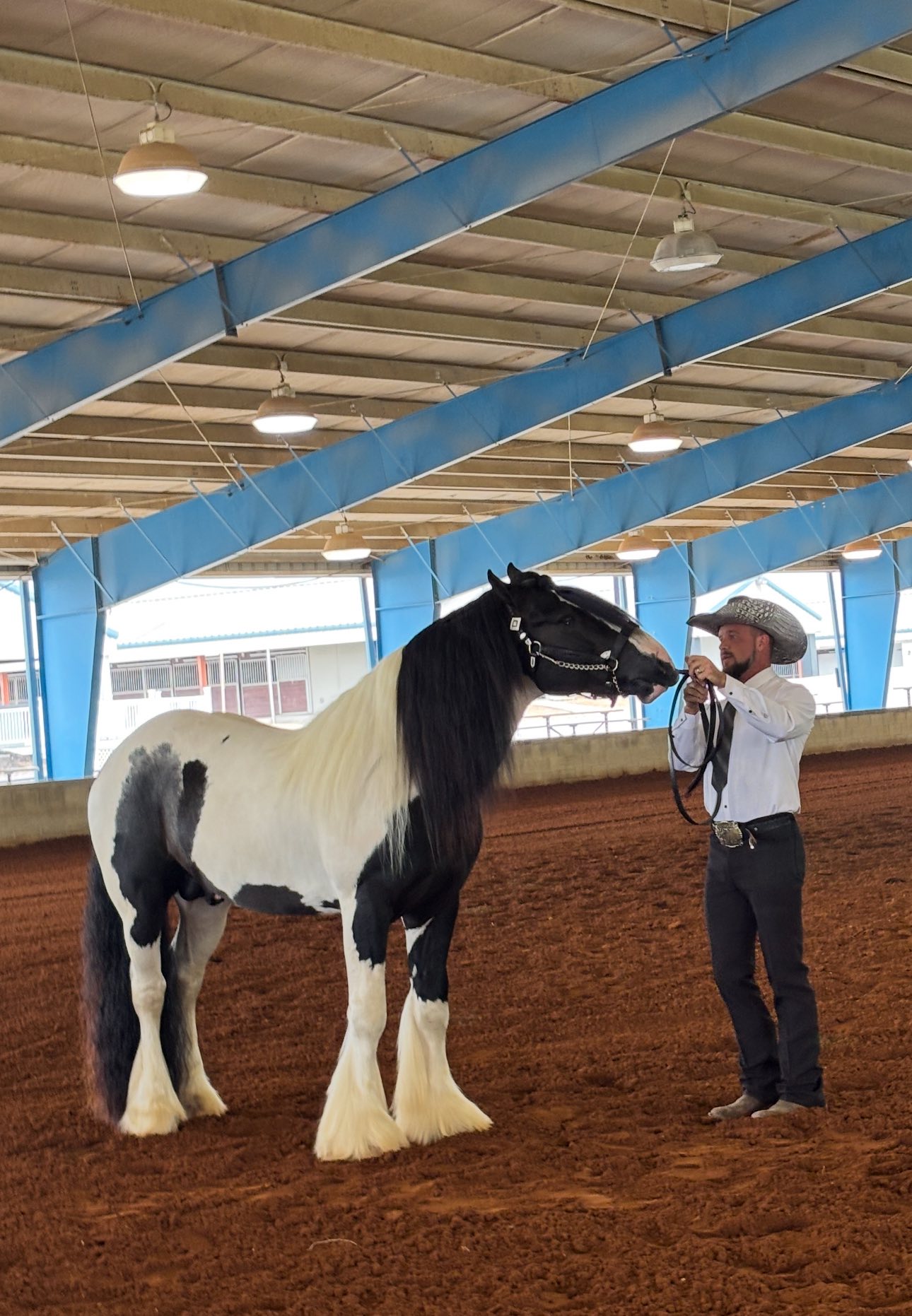 Gypsy - Congratulations to Country Day Farm on their stallion Mystic ...