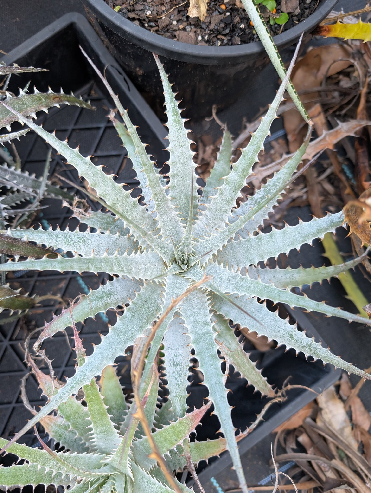 Deuterocohnia longipetala from Chepes Viejo/La Rioja, Argentina.