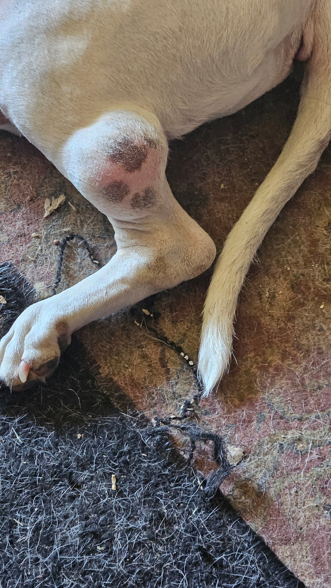 How Much Does It Cost to Amputate a Dog's Leg: Essential Guide