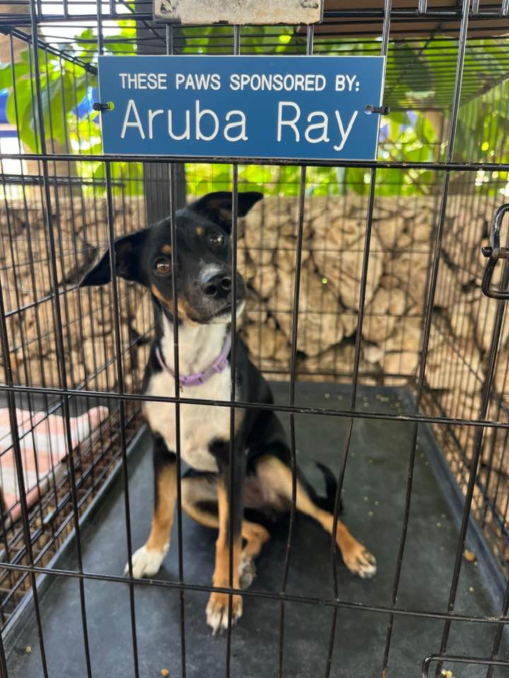 Where Can I Donate Dog Crates: Top Places to Give
