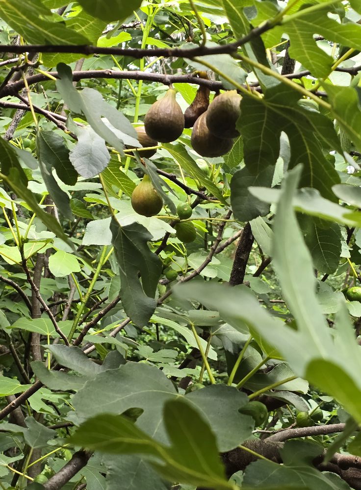 How to prune and winterize a White Marseilles fig tree in zone 7a?