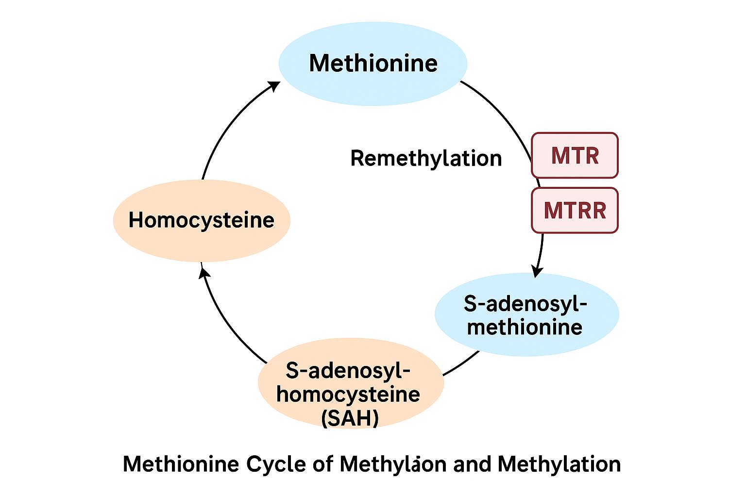mtrr b12 injections A664A rs1802059 ** This variant works insufficiently. This MTRR mutation makes the enzyme less active, and this suggests a need for more to help compensate for its ineffectiveness. The enzyme Workarea: cattle-vitamins-supplements