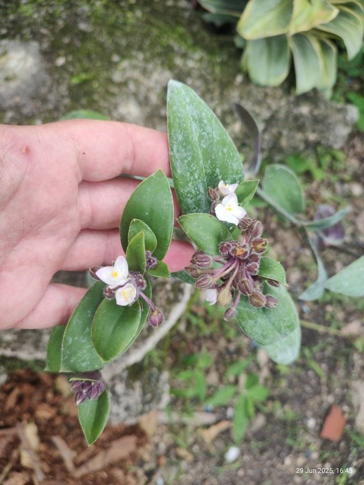 Am I right about its ID? I think it is Tradescantia cerinthoides.