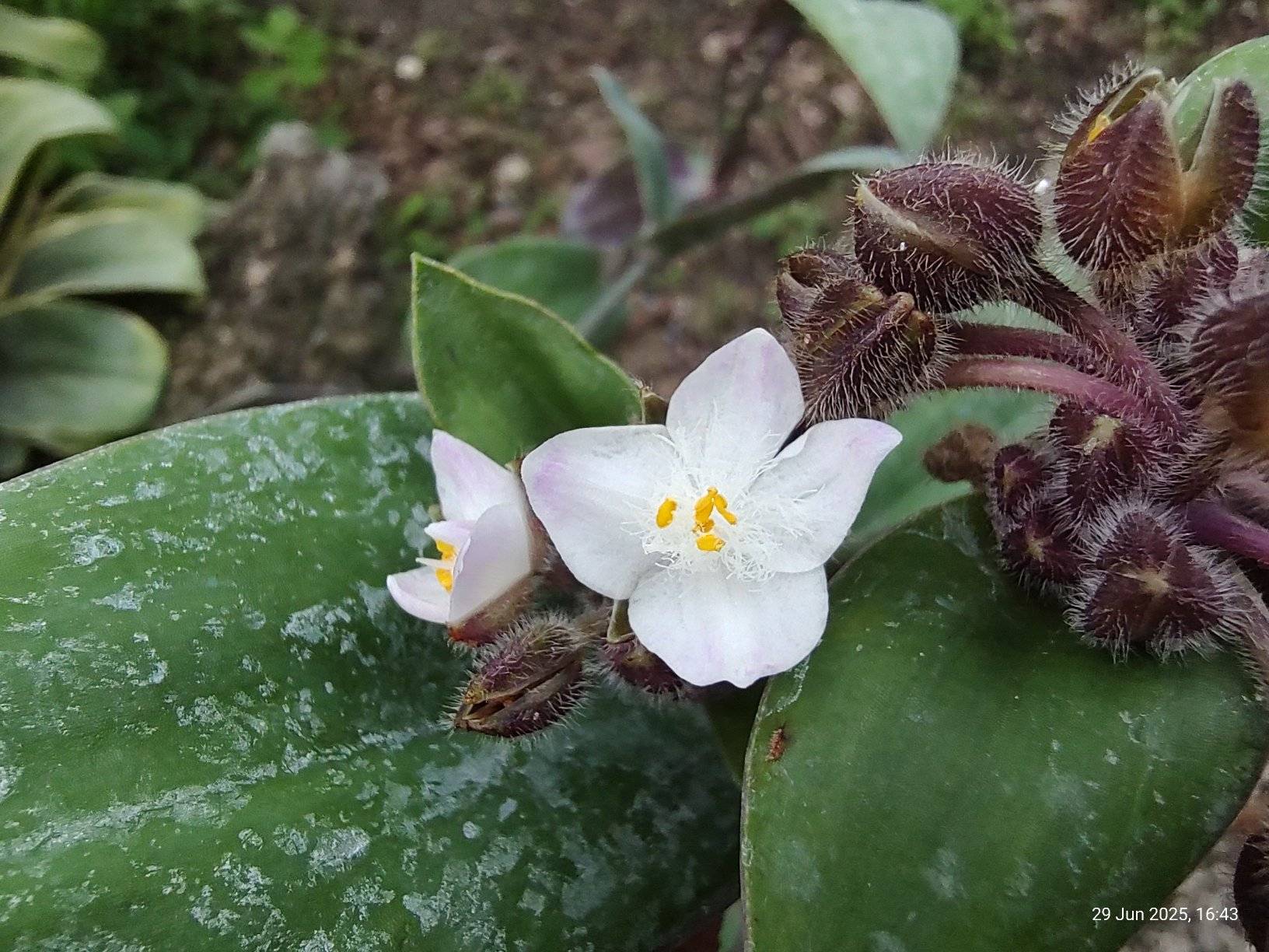 Am I right about its ID? I think it is Tradescantia cerinthoides.