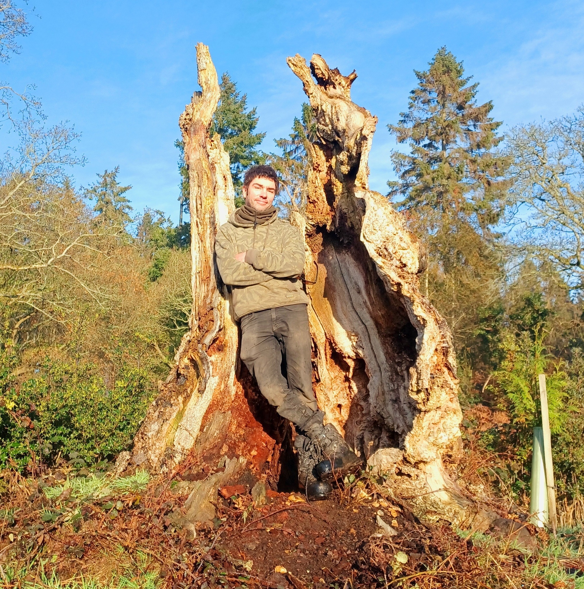 Quite a large reduction on this prominent silver birch tree in the fox ...