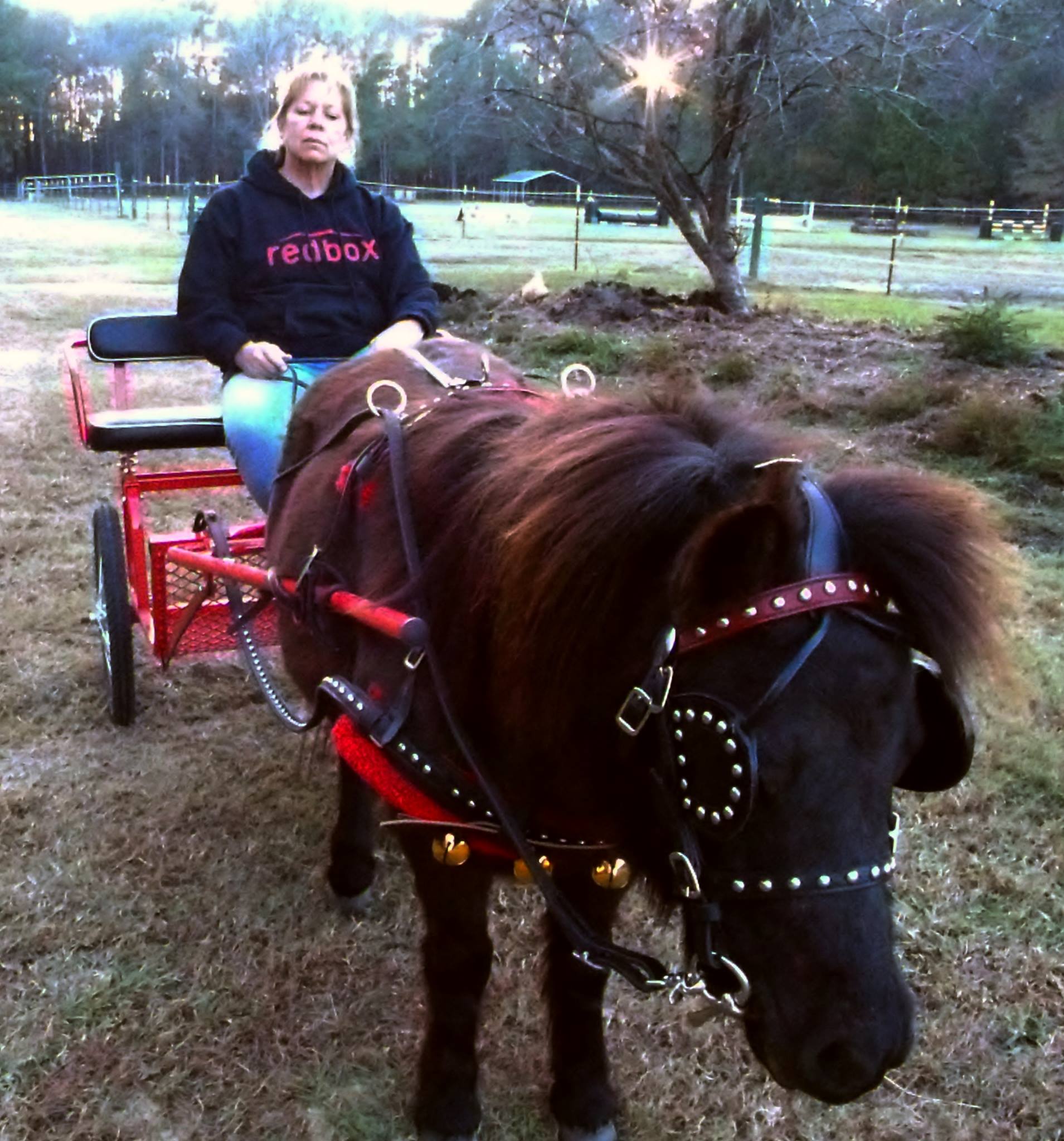 Willow Acres Pony Time | Summerville SC