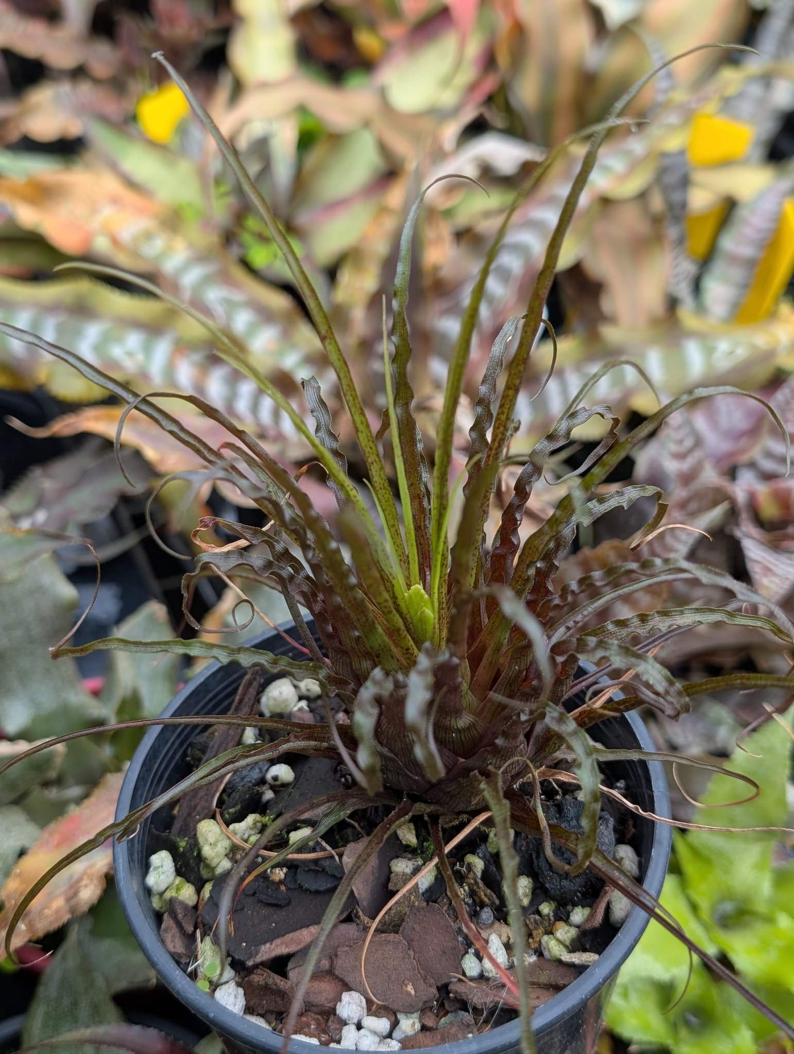 Racinaea crispa coming into spike