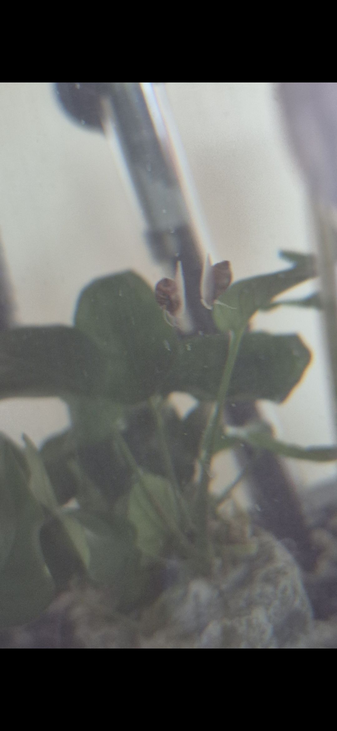 Fish Keeping in the UK | Just literally noticed this tiny snail in the ...