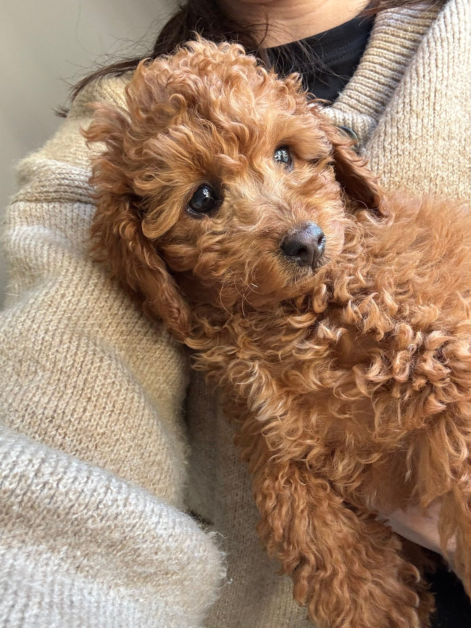 Cockapoo Owners | Meet Hazel - we only picked her up last week - very ...