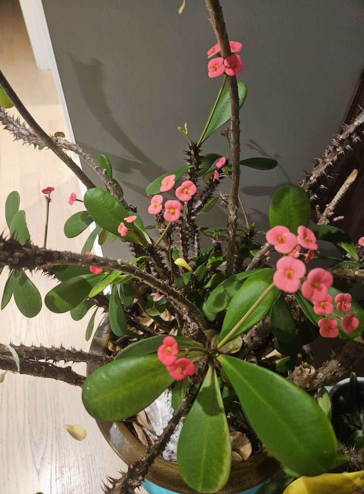 What is the name of this cactus plant?