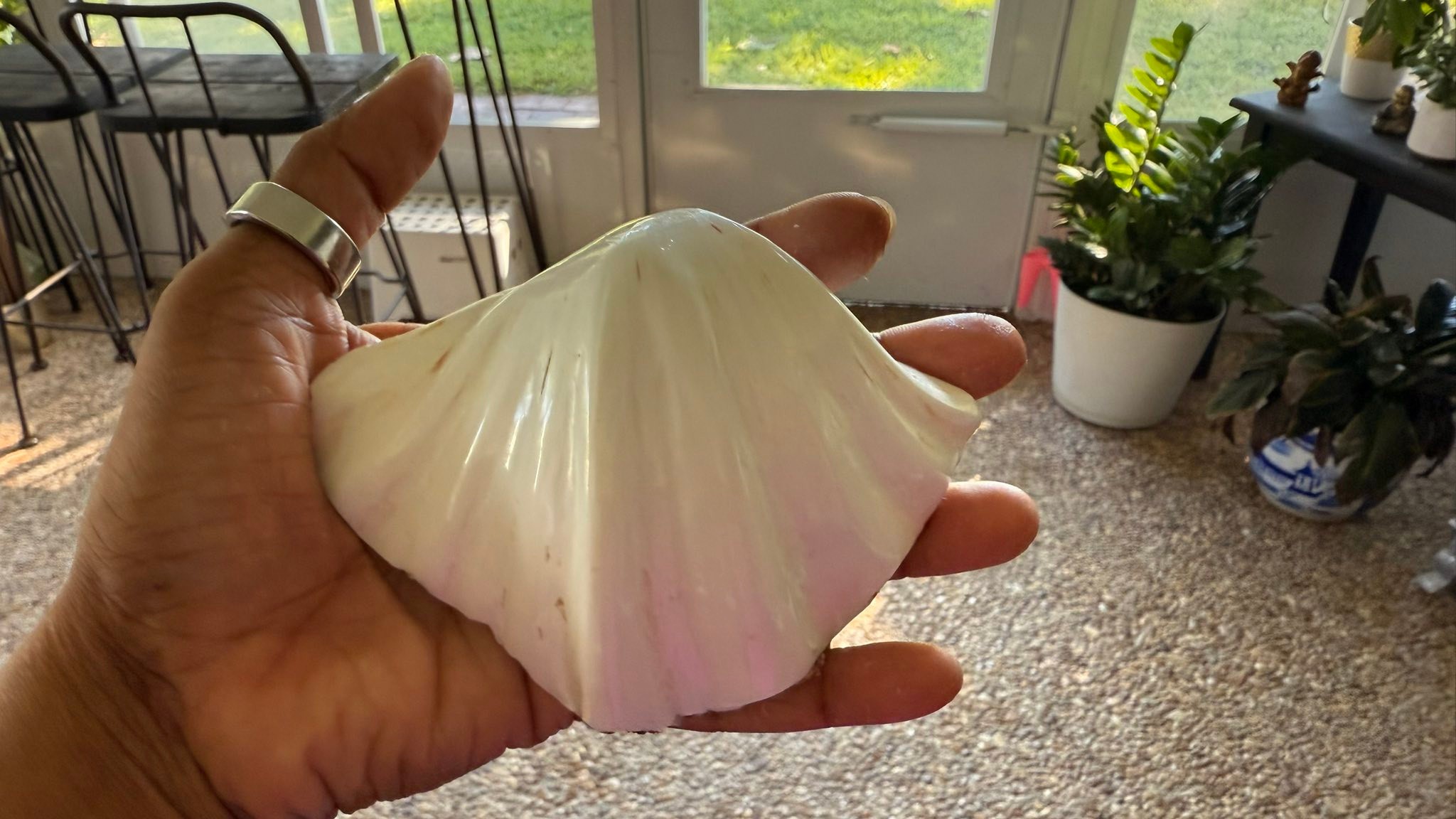 Anyone know what this kind of shell is called? TY in advance. 🙏 | Facebook