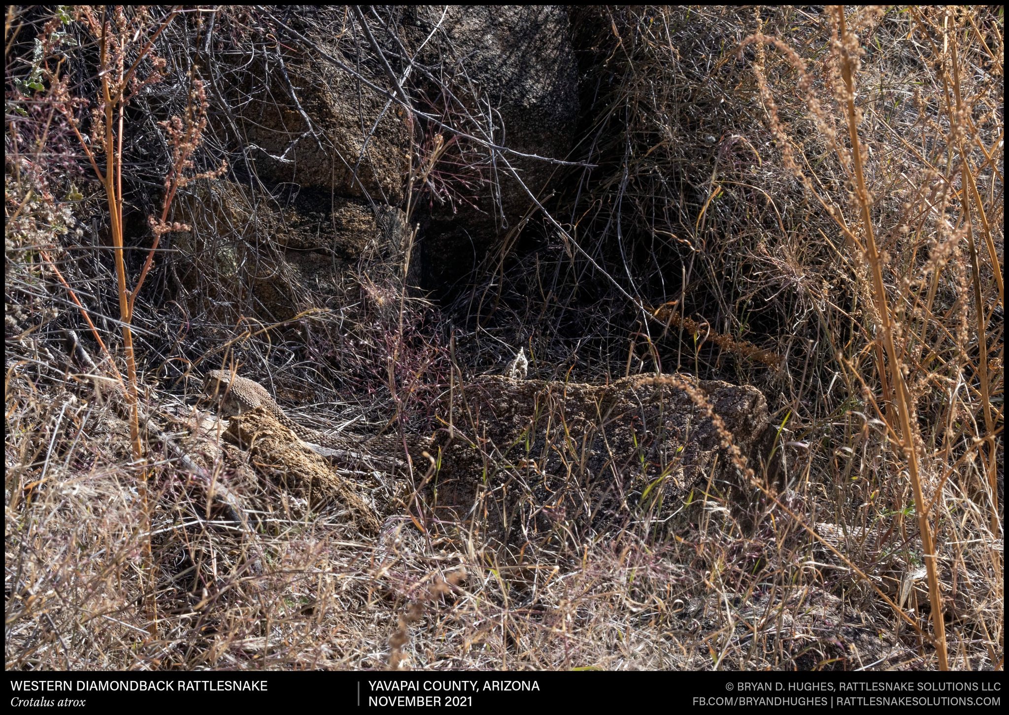 Bryan - A large male Western Diamondback Rattlesnake cruising through ...
